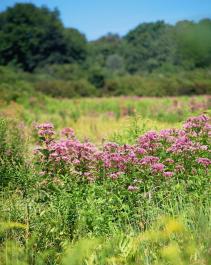 Summer in the Square Field in West Tisbury.