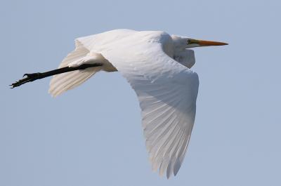 Great egret in flight, bird photo by Lanny McDowell