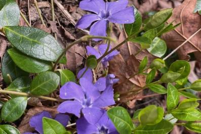 Vinca in bloom