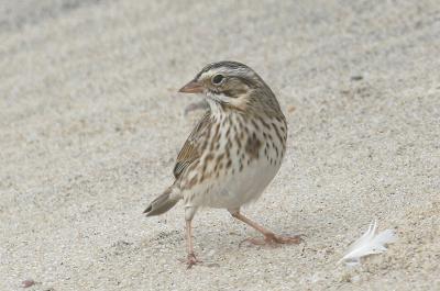 Ipswich sparrow