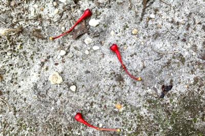 Pedicule turn brilliant red when sassafrass fruit is ripe.