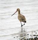marbled godwit