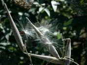 butterfly weed seeds