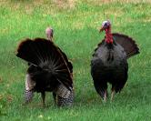 turkeys