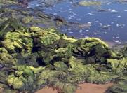 algae