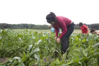 farming