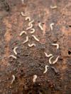 cankerworms