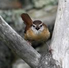 wren