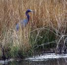 heron