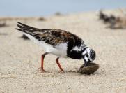 tern