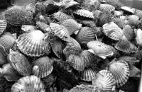 bay scallop bounty