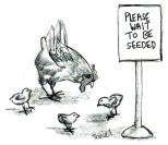 chickens