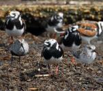 sandpipers