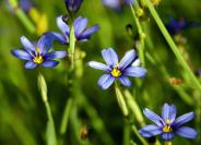 blue-eyed grass