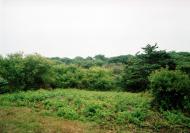cow bay
