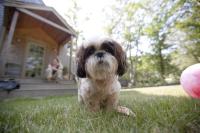 zuzu