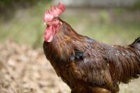rooster