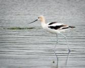avocet