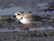 plover