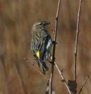 warbler