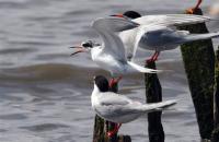 Forster&rsquo;s Terns