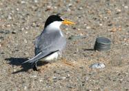 Least Tern