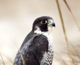 peregrine