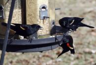 Red-winged blackbirds