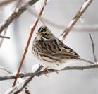 sparrow