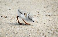 plover