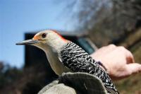 woodpecker