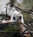 hawk