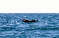 fluke