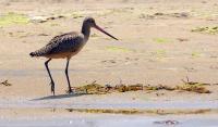 godwit