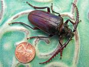 beetle