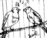 birds