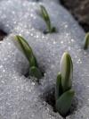snowdrops