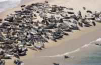 seals