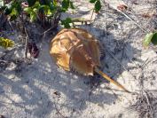 horseshoe crab