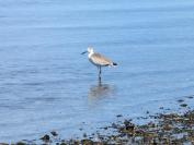 Willet
