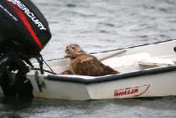 seal