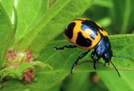 beetle