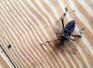 insect