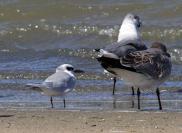 Terns