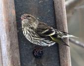 Siskin