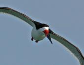 skimmer