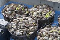 scallops