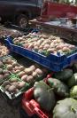 beds of potatoes and squash