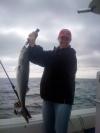 bluefish