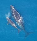 whales